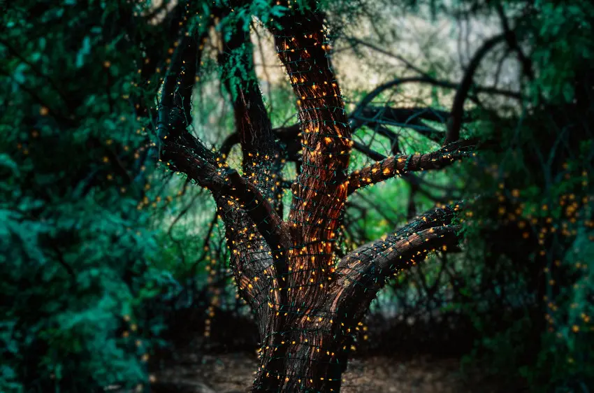 Un árbol en medio de un bosque lleno de luces de colores. El fondo, los demás árboles, se ven borrosos, fuera de foco.