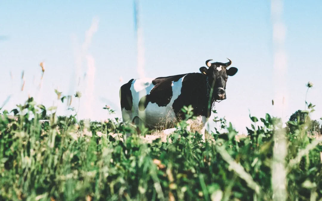 La vaca no da leche (y no porque no quiera)