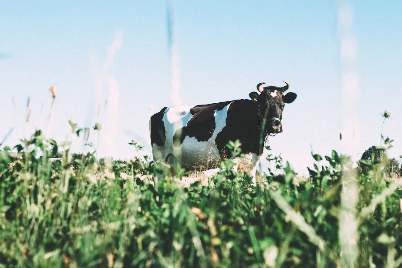 Una vaca lechera en una pradera con flores.